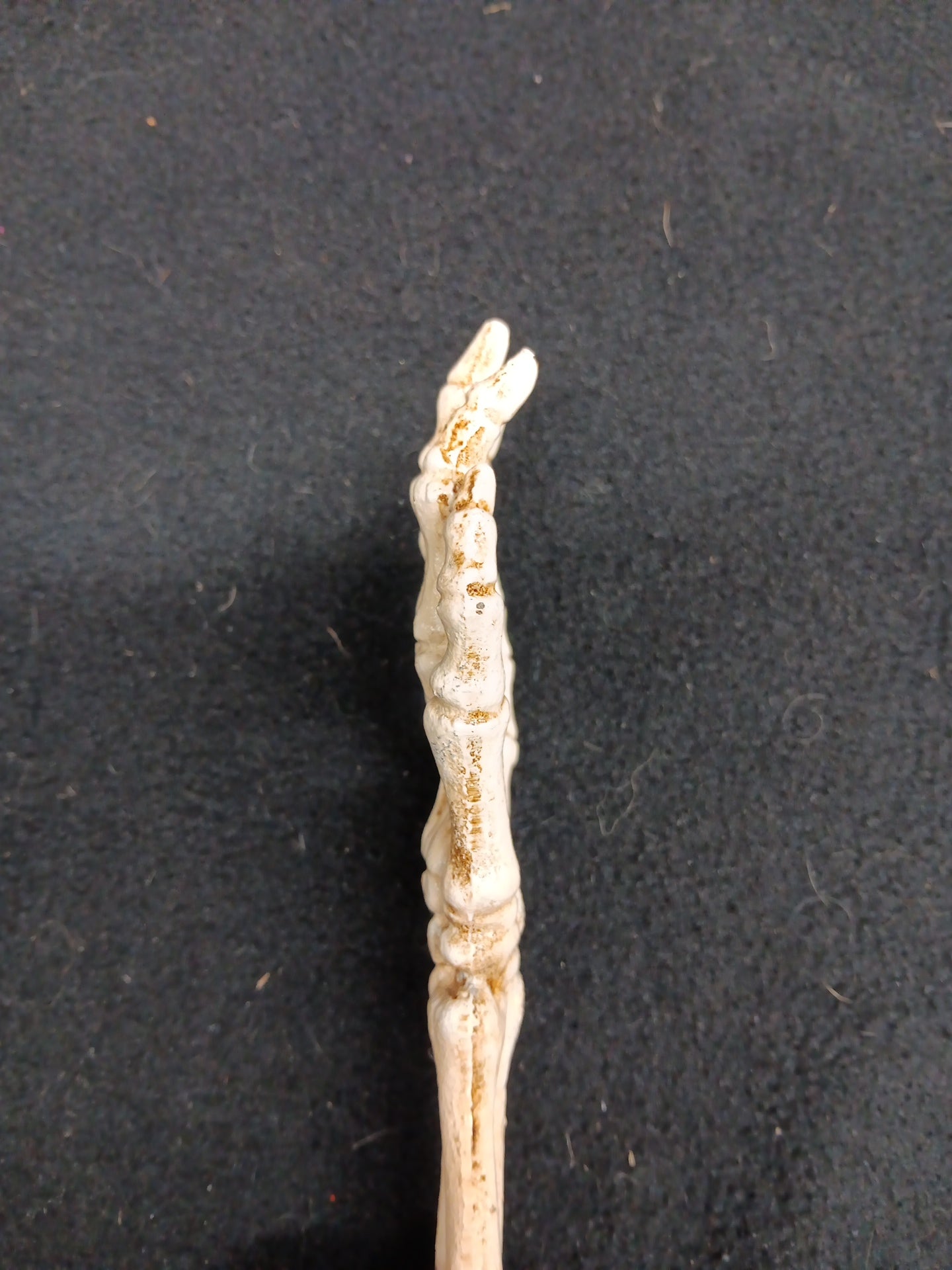 Skeleton hand bottle open-Jantiques LLC.