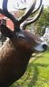 Statue - Life Size Elk Sculpture Statue 7ft-Jantiques LLC.