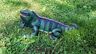 Statue - Life Size Iguana Lizard-Jantiques LLC.