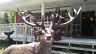 Statue - Life Size Standing Red Stag Reindeer-Jantiques LLC.