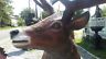 Statue - Life Size Standing Red Stag Reindeer-Jantiques LLC.