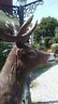 Statue - Life Size Standing Red Stag Reindeer-Jantiques LLC.