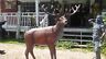 Statue - Life Size Standing Red Stag Reindeer-Jantiques LLC.