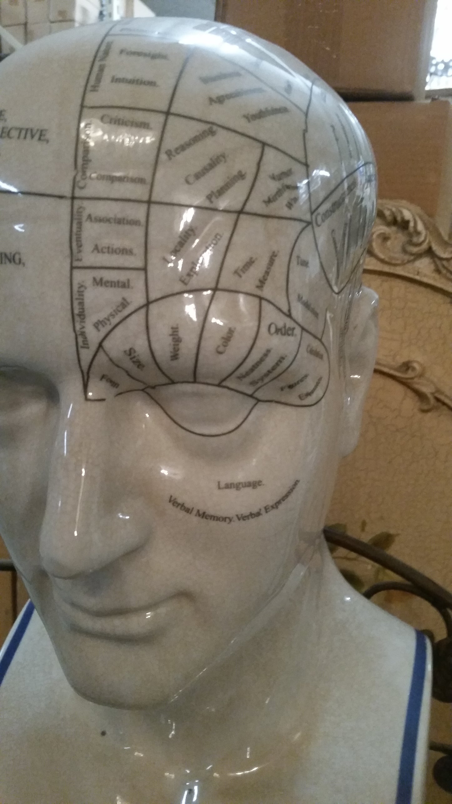 Phrenology 16.5" Head Bust-Jantiques LLC.