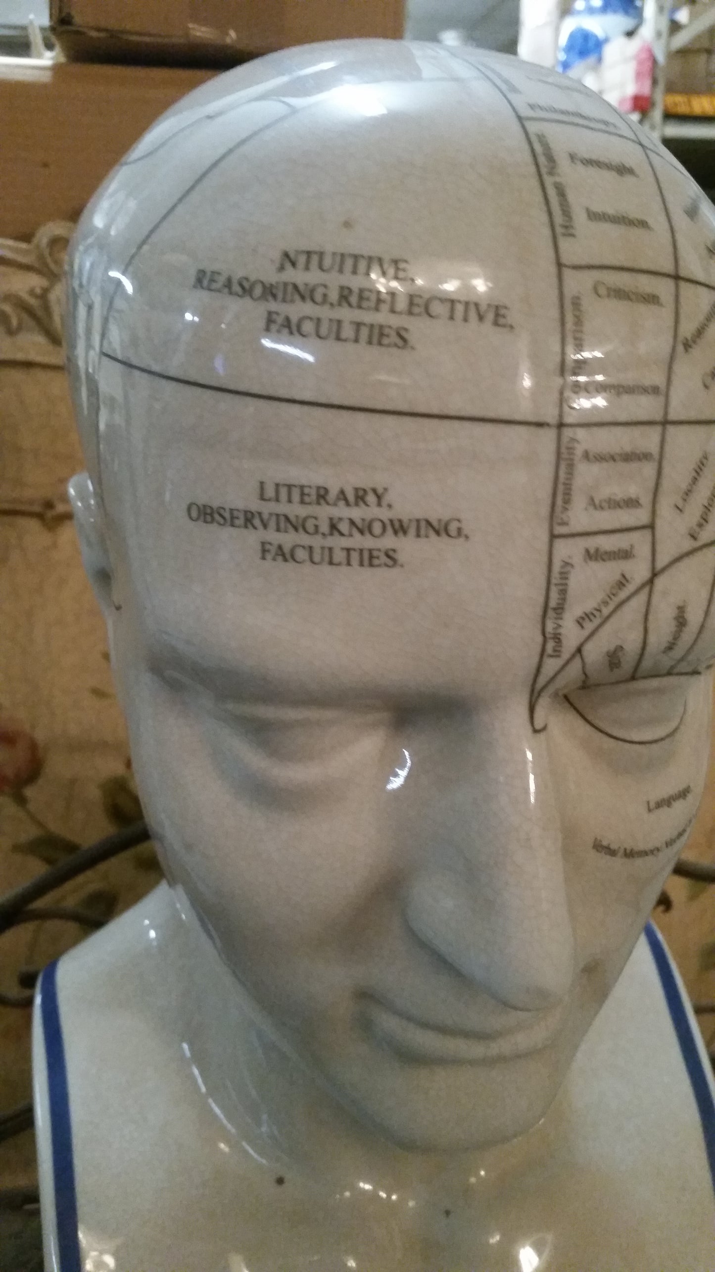 Phrenology 16.5" Head Bust-Jantiques LLC.