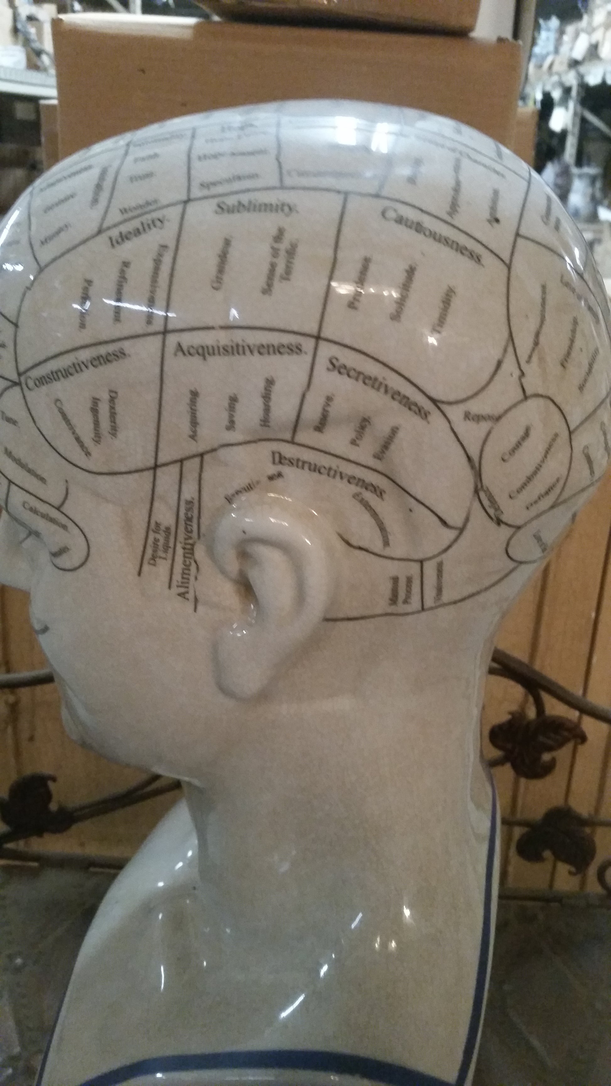 Phrenology 16.5" Head Bust-Jantiques LLC.