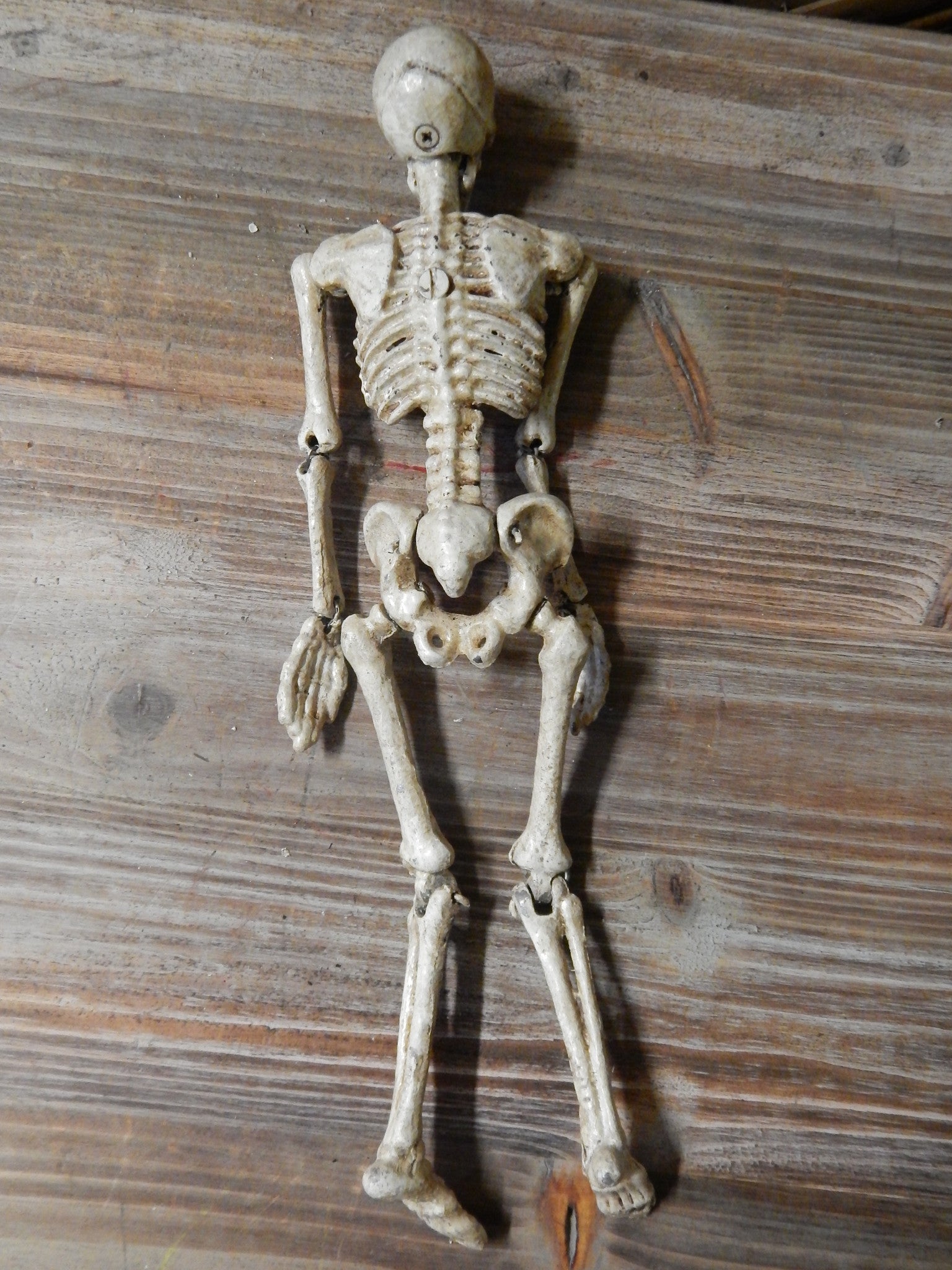 Anatomical Human Skeleton Cast Iron-Jantiques LLC.