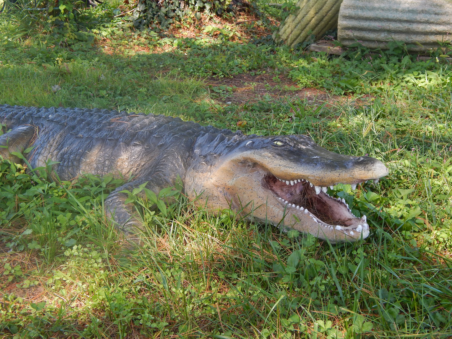 Statue - Life Size 8 Ft American Realistic Alligator-Jantiques LLC.