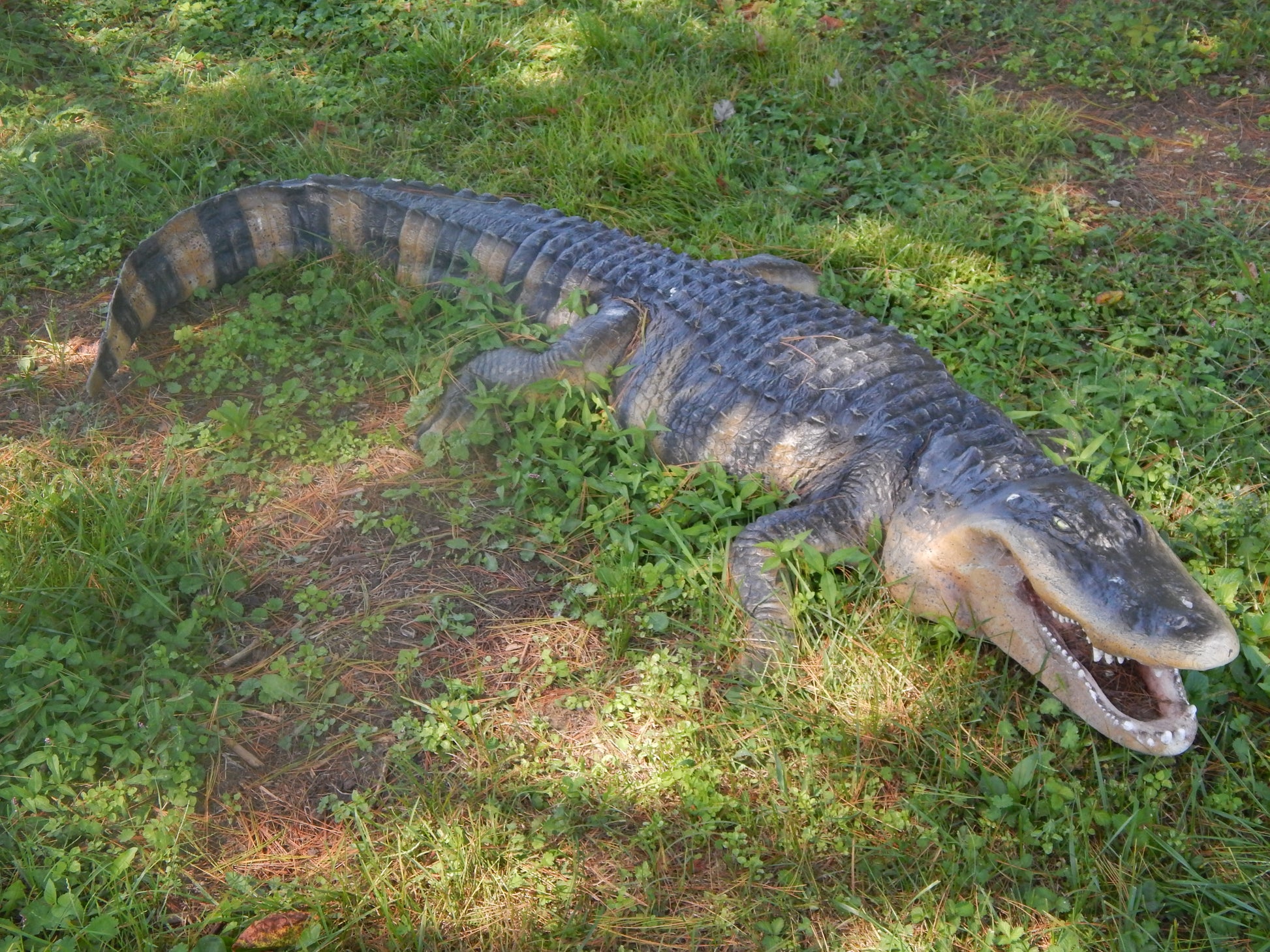 Statue - Life Size 8 Ft American Realistic Alligator-Jantiques LLC.